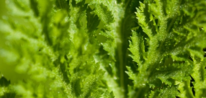 Macro Nature