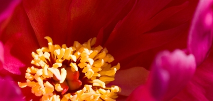Macro Nature