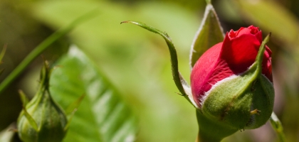 Macro Nature