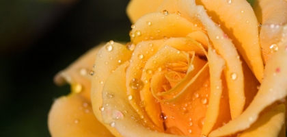 Macro Nature