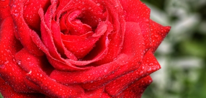 Macro Nature