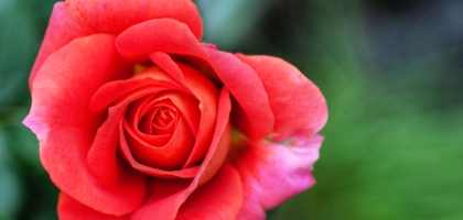 Macro Nature