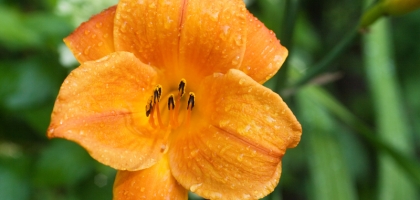 Macro Nature