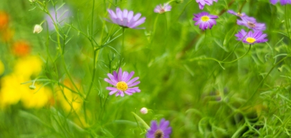 Macro Nature