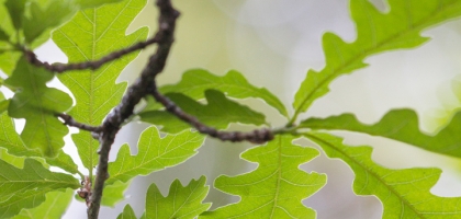Macro Nature