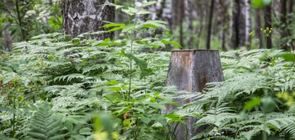 Abandoned Graveyard, Akademgorodok (2014)